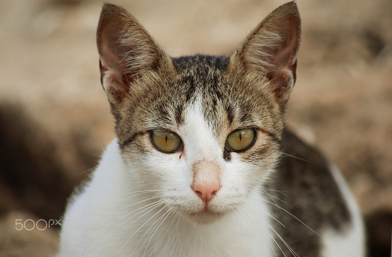 smc PENTAX-DA L 55-300mm F4-5.8 ED sample photo. Cat 1 photography