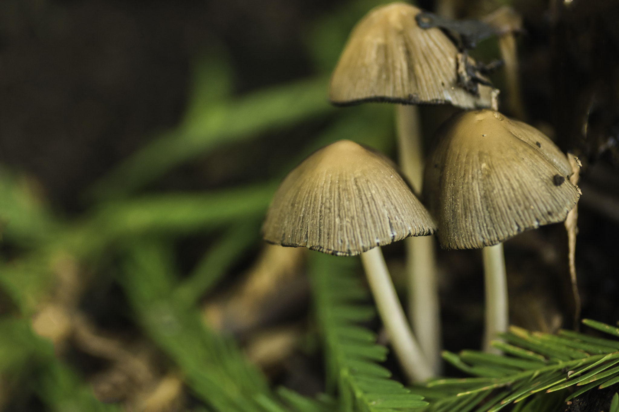 Nikon D5500 sample photo. The magic mushrooms photography