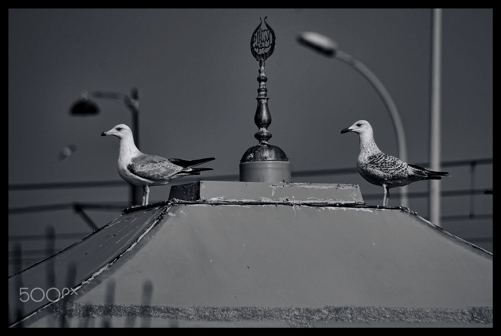 smc PENTAX-DA L 55-300mm F4-5.8 ED sample photo. Seagulls photography