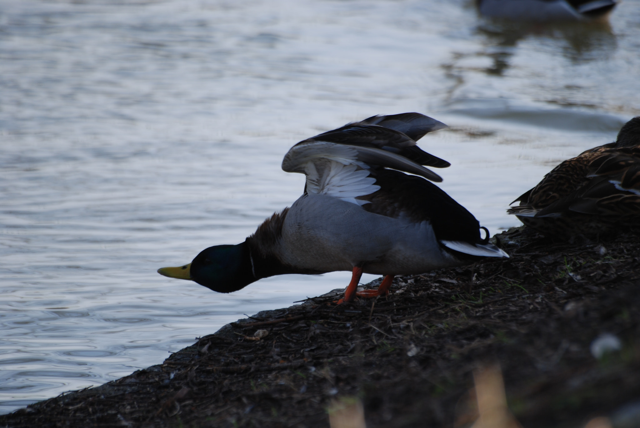 Sigma 70-300mm F4-5.6 APO DG Macro sample photo. Duck photography