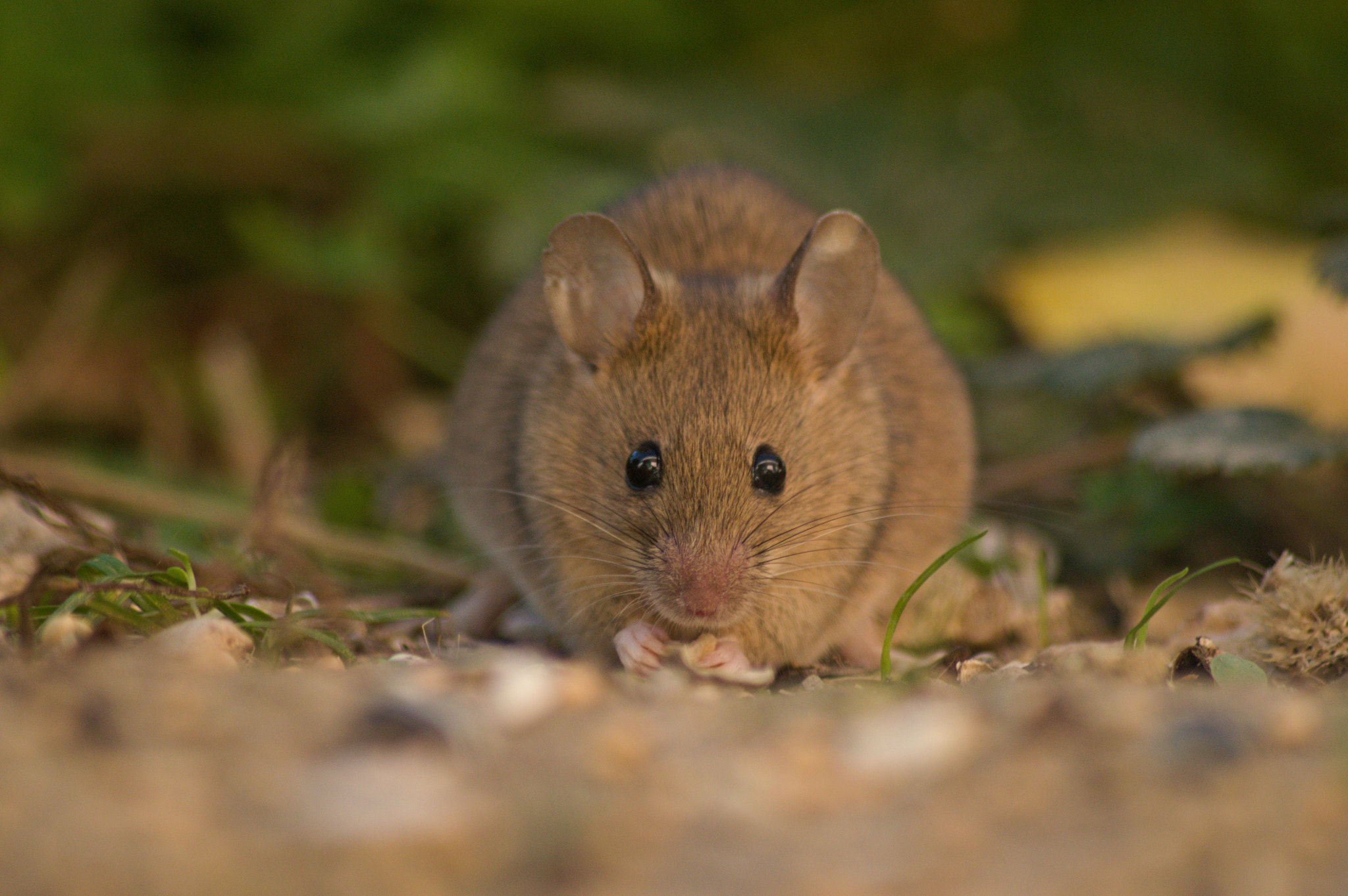 70.00 - 300.00 mm f/4.0 - 5.6 sample photo. Incontri... photography