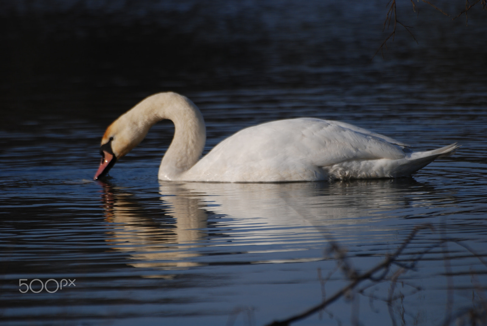 Sigma 70-300mm F4-5.6 APO DG Macro sample photo. Swan photography