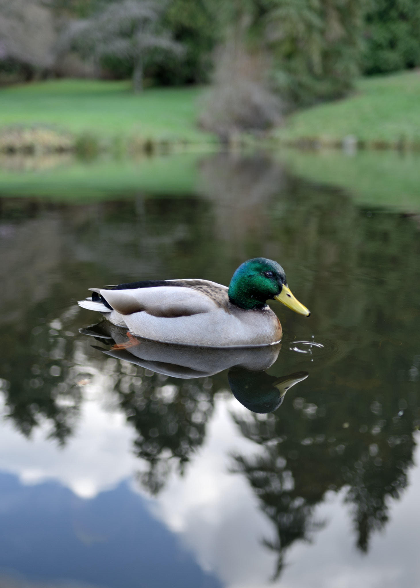 Nikon D800 + AF-S Nikkor 35mm f/1.8G sample photo. A duck. photography