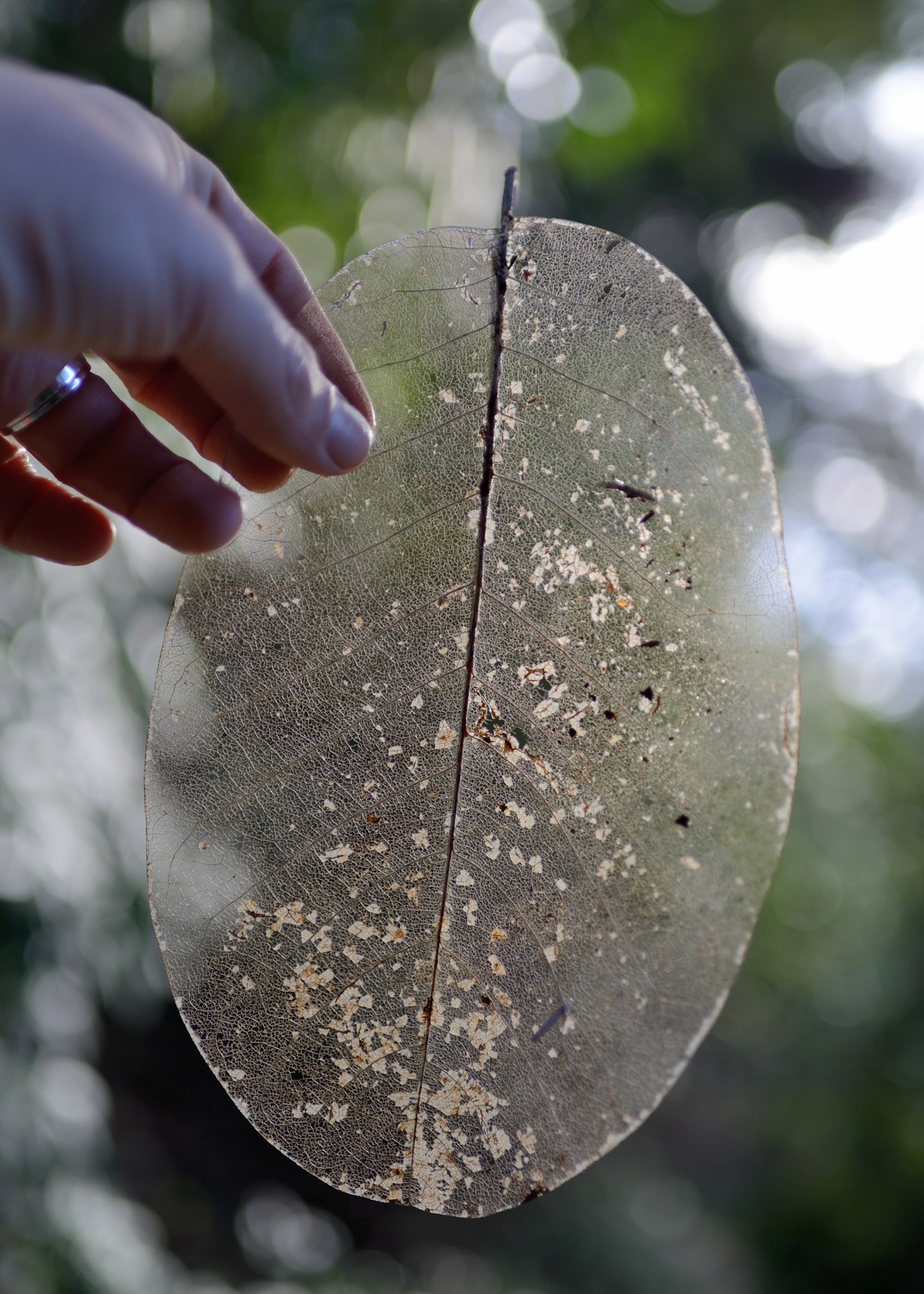 Nikon D800 + AF-S Nikkor 35mm f/1.8G sample photo. Ghost of a leaf photography