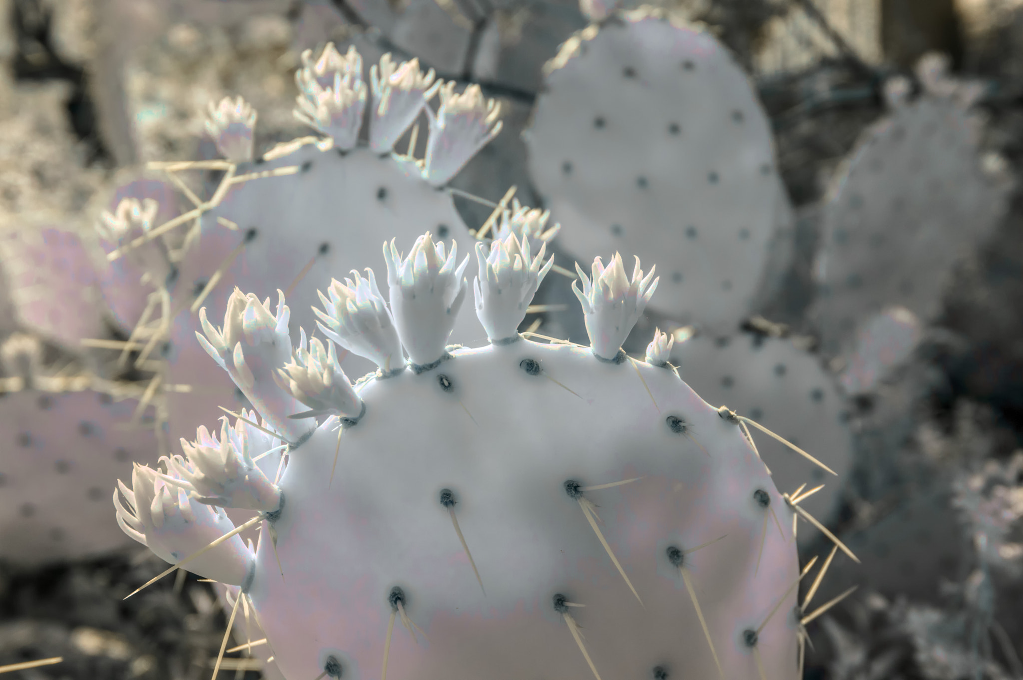 Nikon AF-S Nikkor 16-35mm F4G ED VR sample photo. Prickly photography