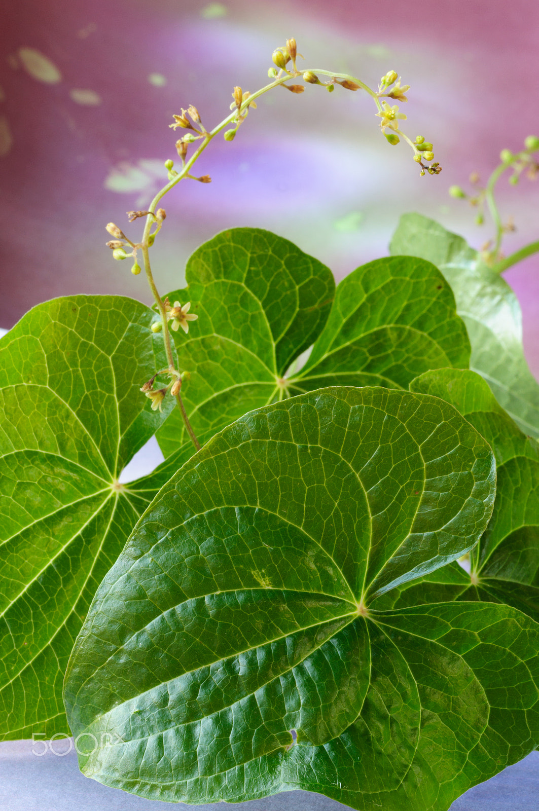 Sigma 150mm F2.8 EX DG OS Macro HSM sample photo. Tamus comunis photography