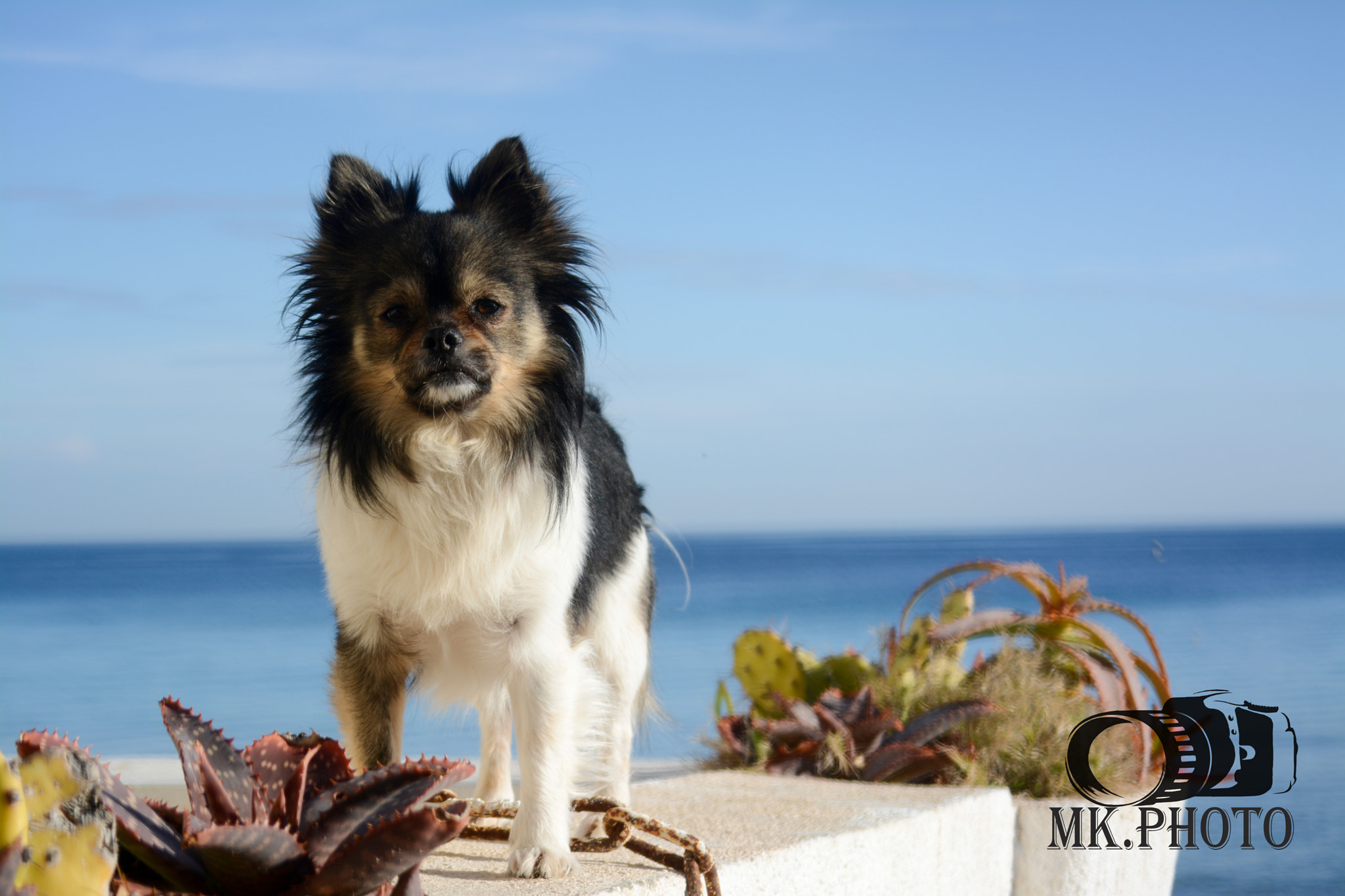 AF Nikkor 28mm f/1.4D sample photo. Mini papillon chinoix photography