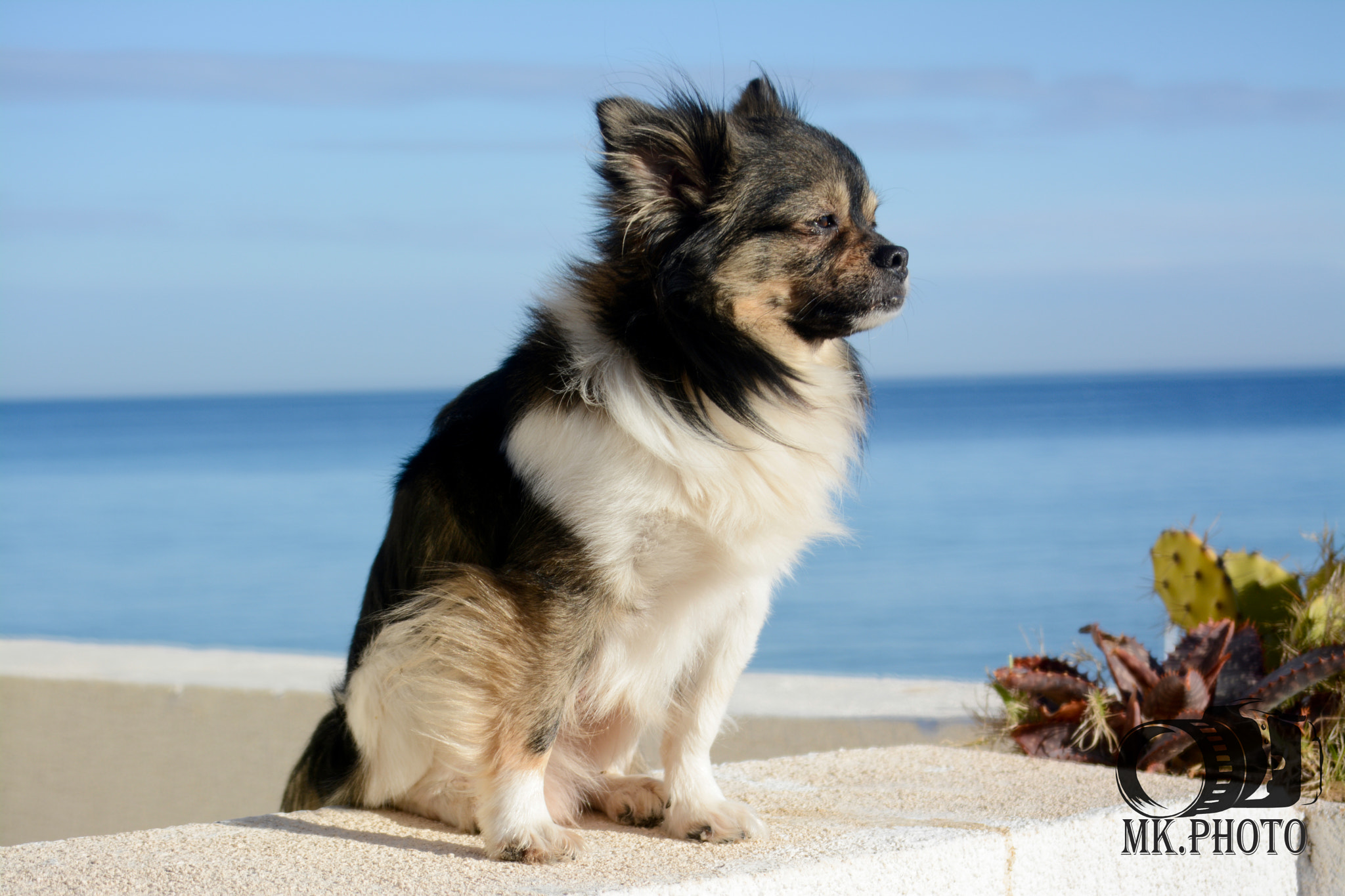 AF Nikkor 35mm f/2 sample photo. Mini papillon chinoix photography