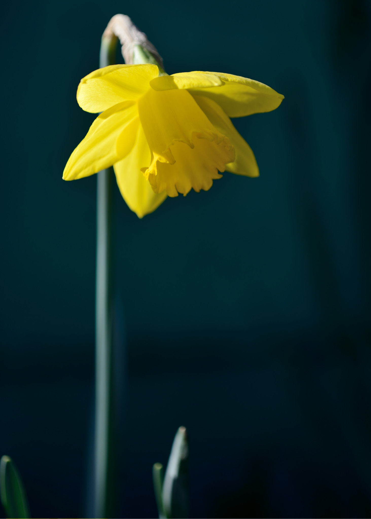 Nikon D800 + Nikon AF Micro-Nikkor 200mm F4D ED-IF sample photo. Spring in shadow photography