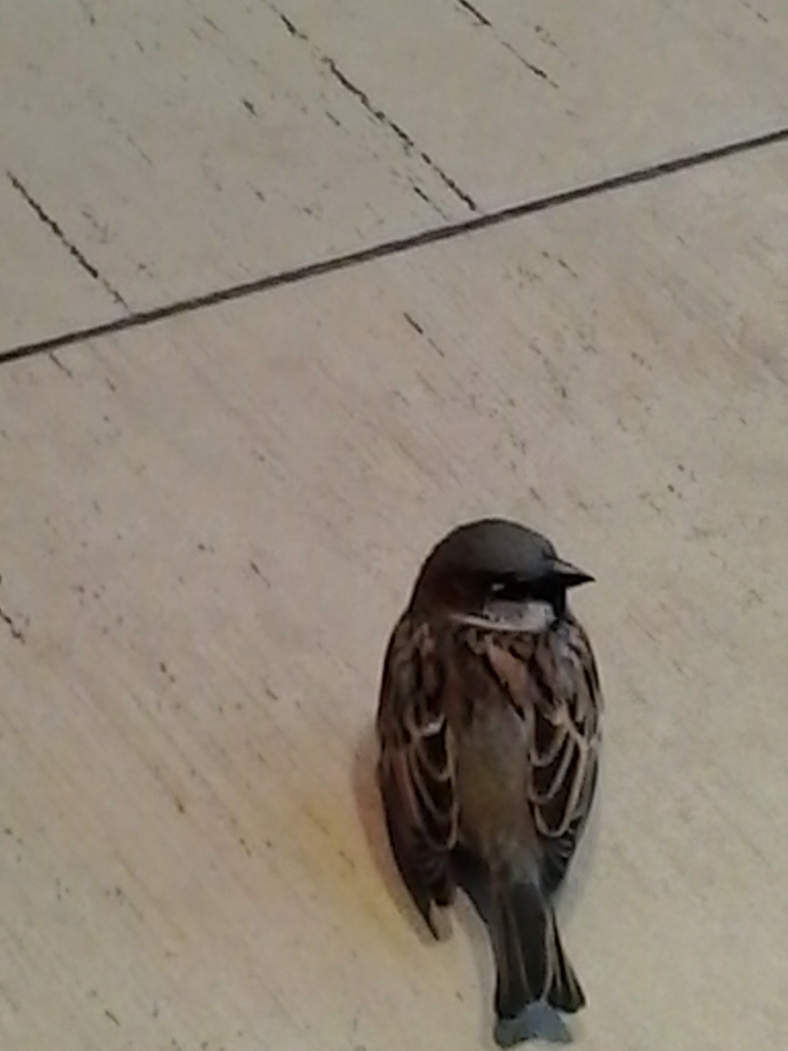 Samsung Galaxy Young sample photo. 013.jpg photography