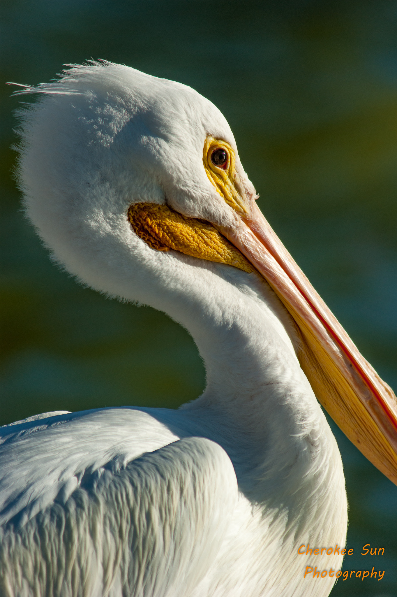 Sony Alpha DSLR-A390 sample photo. White pelican in late afternoon photography