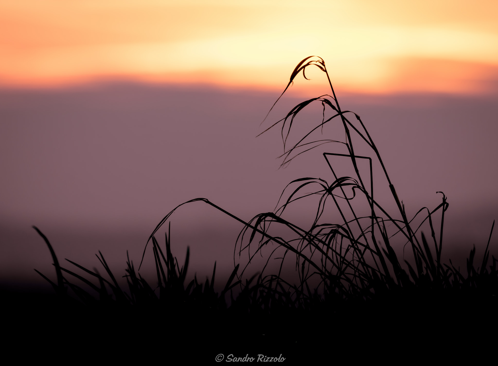 Sigma 150-600mm F5-6.3 DG OS HSM | C sample photo. Black grass photography