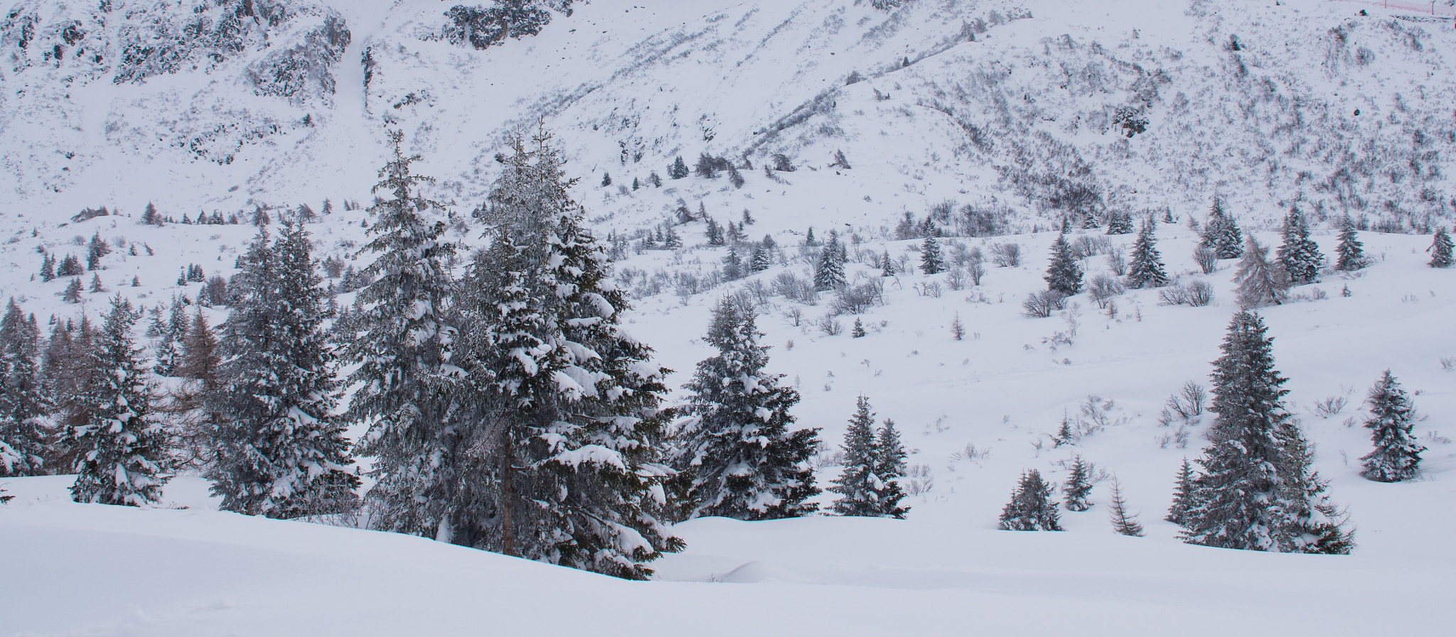Panasonic Lumix DMC-GH4 sample photo. Snowy trees photography