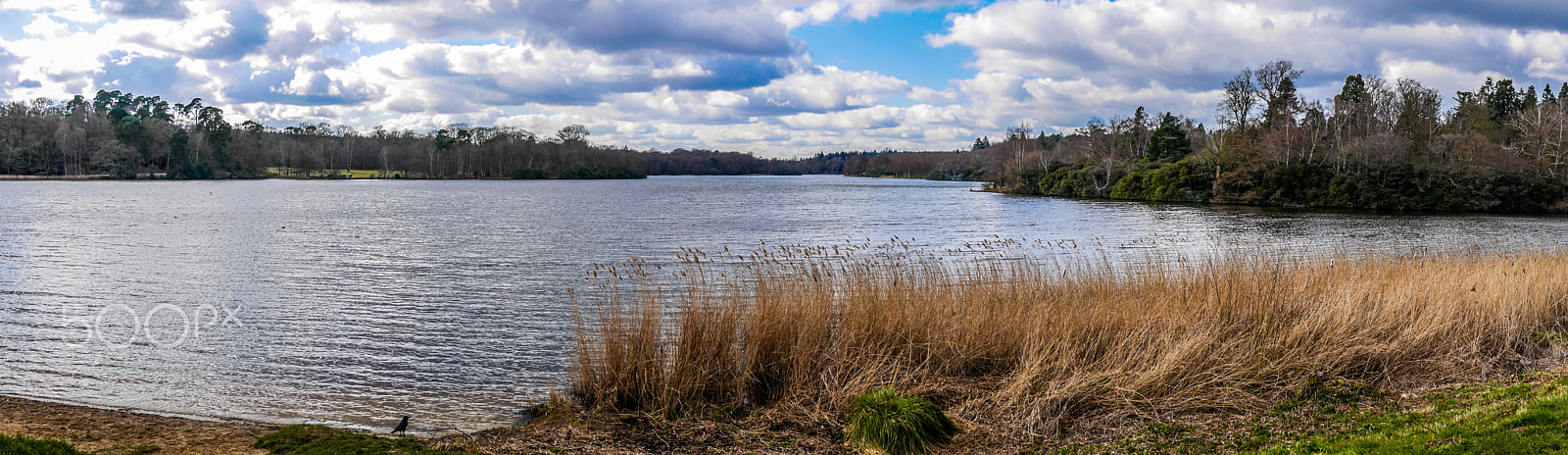 Panasonic Lumix DMC-GX7 + Panasonic Lumix G 20mm F1.7 ASPH sample photo. Virginia water panorama photography