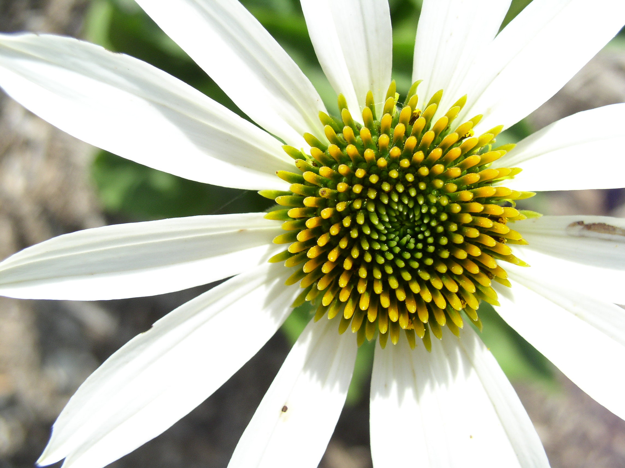 Olympus C4100Z,C4000Z sample photo. First flower photography
