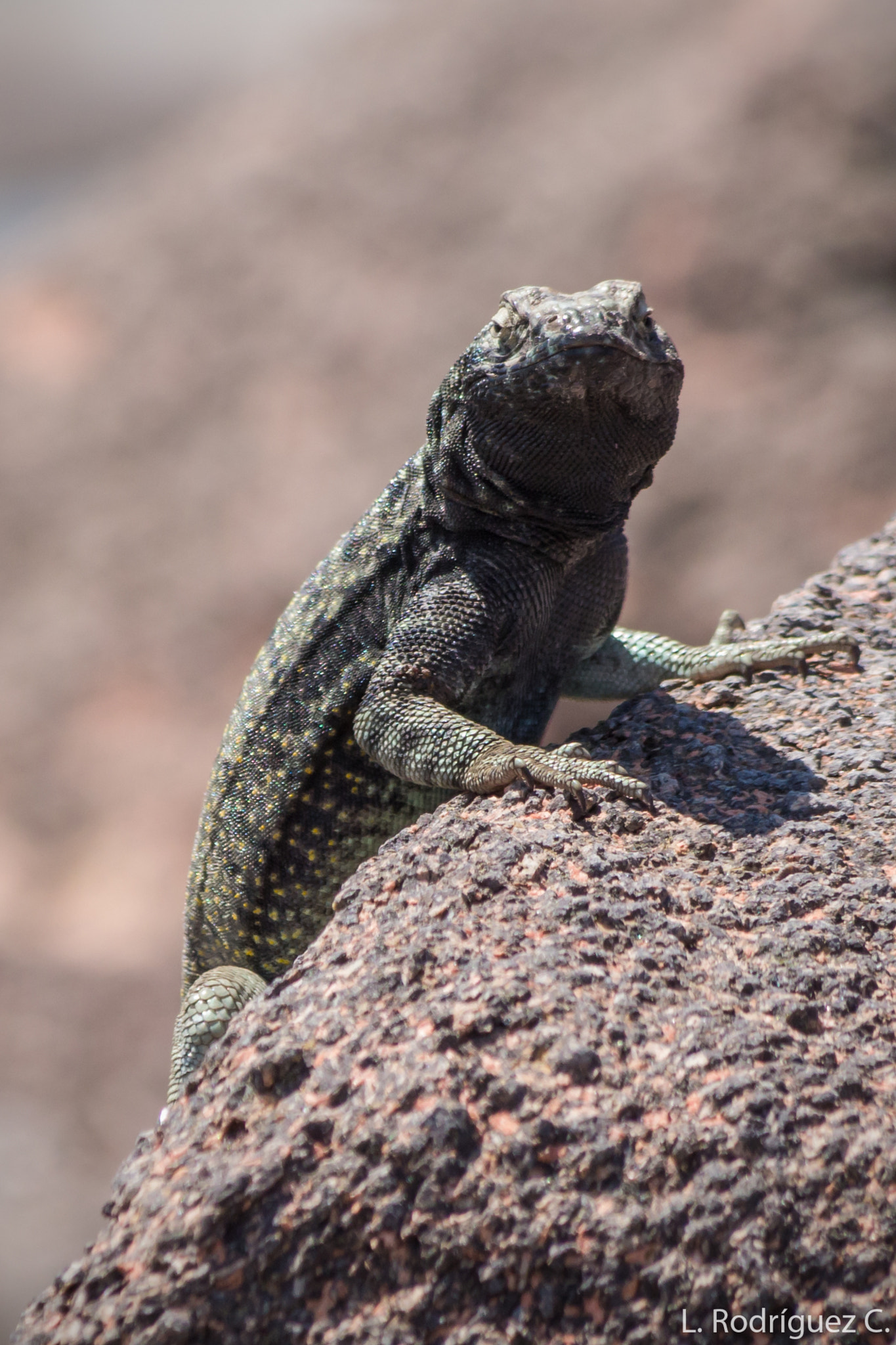smc PENTAX-DA L 55-300mm F4-5.8 ED sample photo. Another lizard photography