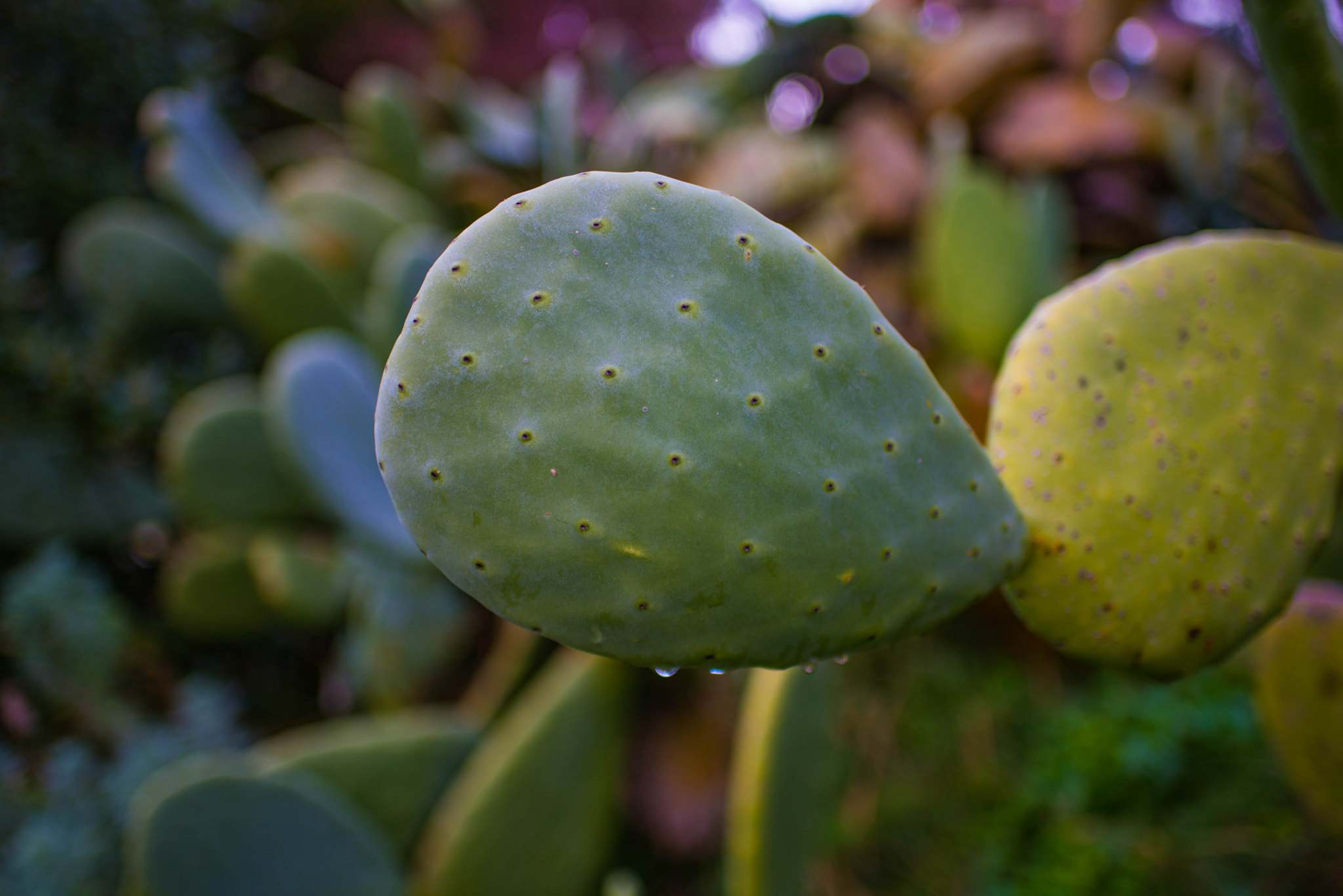 Nikon D610 + AF-S Nikkor 35mm f/1.8G sample photo. Prickly pear photography