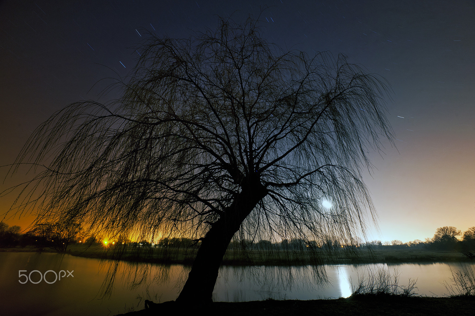 Nikon D700 + Sigma 14mm F2.8 EX Aspherical HSM sample photo. Weeping willow in the full moonlight photography