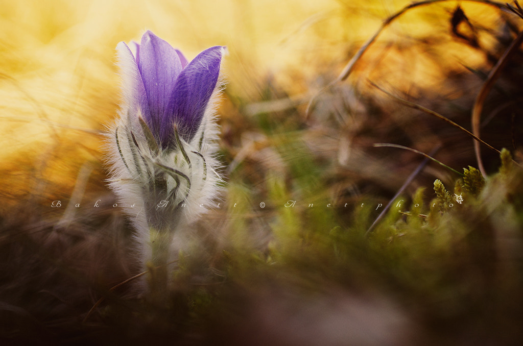 Nikon D7000 + Sigma 50mm F2.8 EX DG Macro sample photo. Burning photography