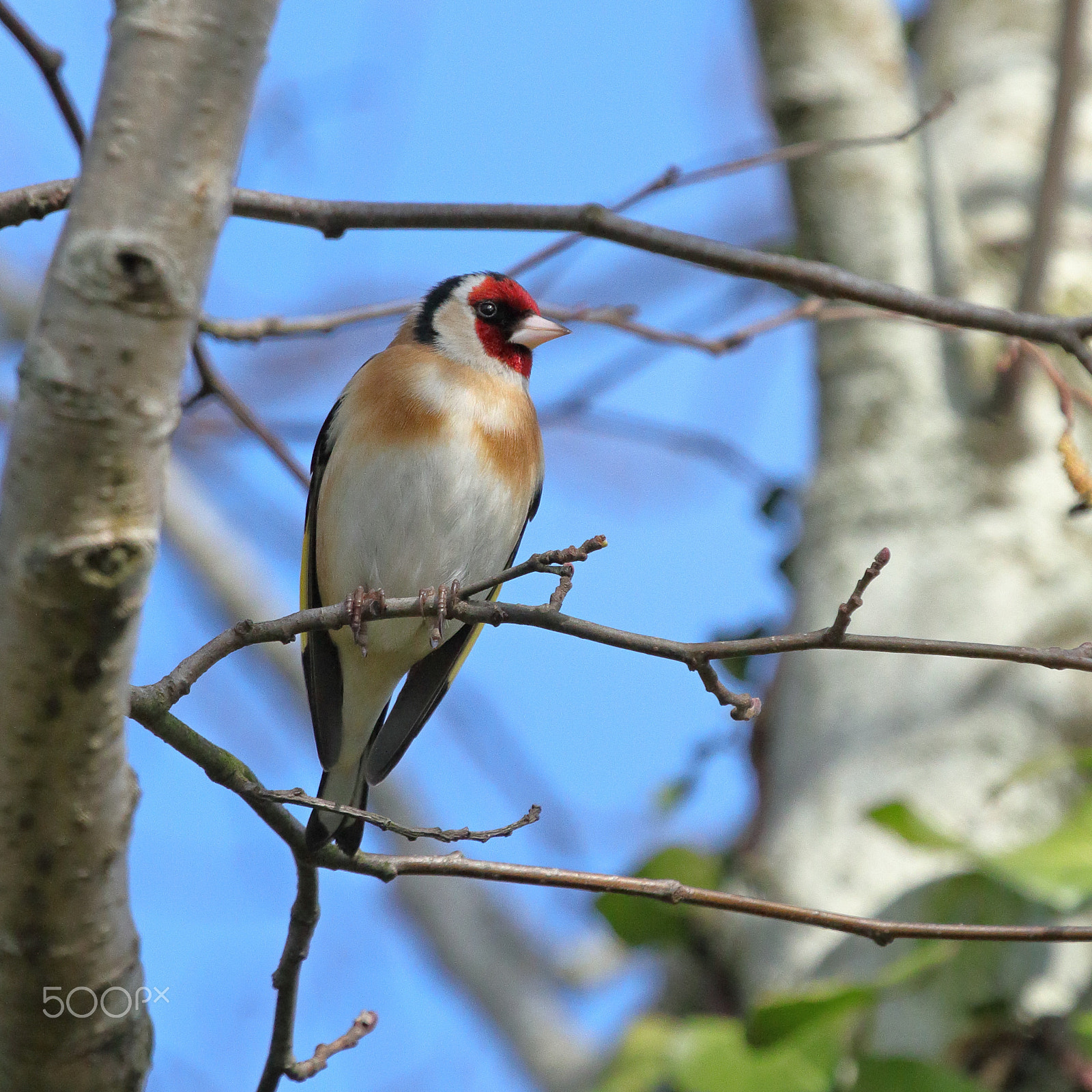Canon EF 100-400mm F4.5-5.6L IS USM sample photo. Goldfinch photography