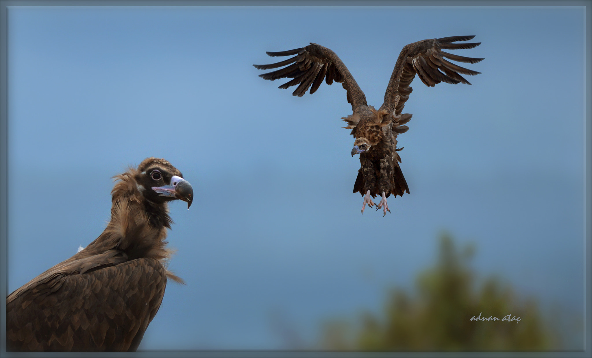 Sigma 50-500mm F4.5-6.3 DG OS HSM sample photo. Kara akbaba - cinereous vulture - aegypius monachus photography