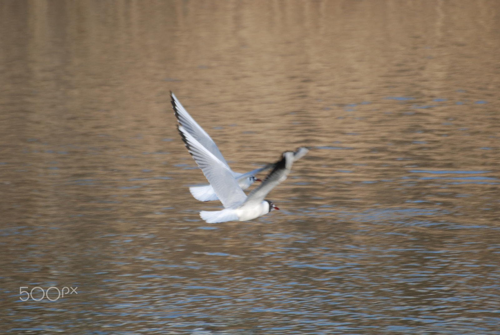 Sigma 70-300mm F4-5.6 APO DG Macro sample photo. In the same direction photography