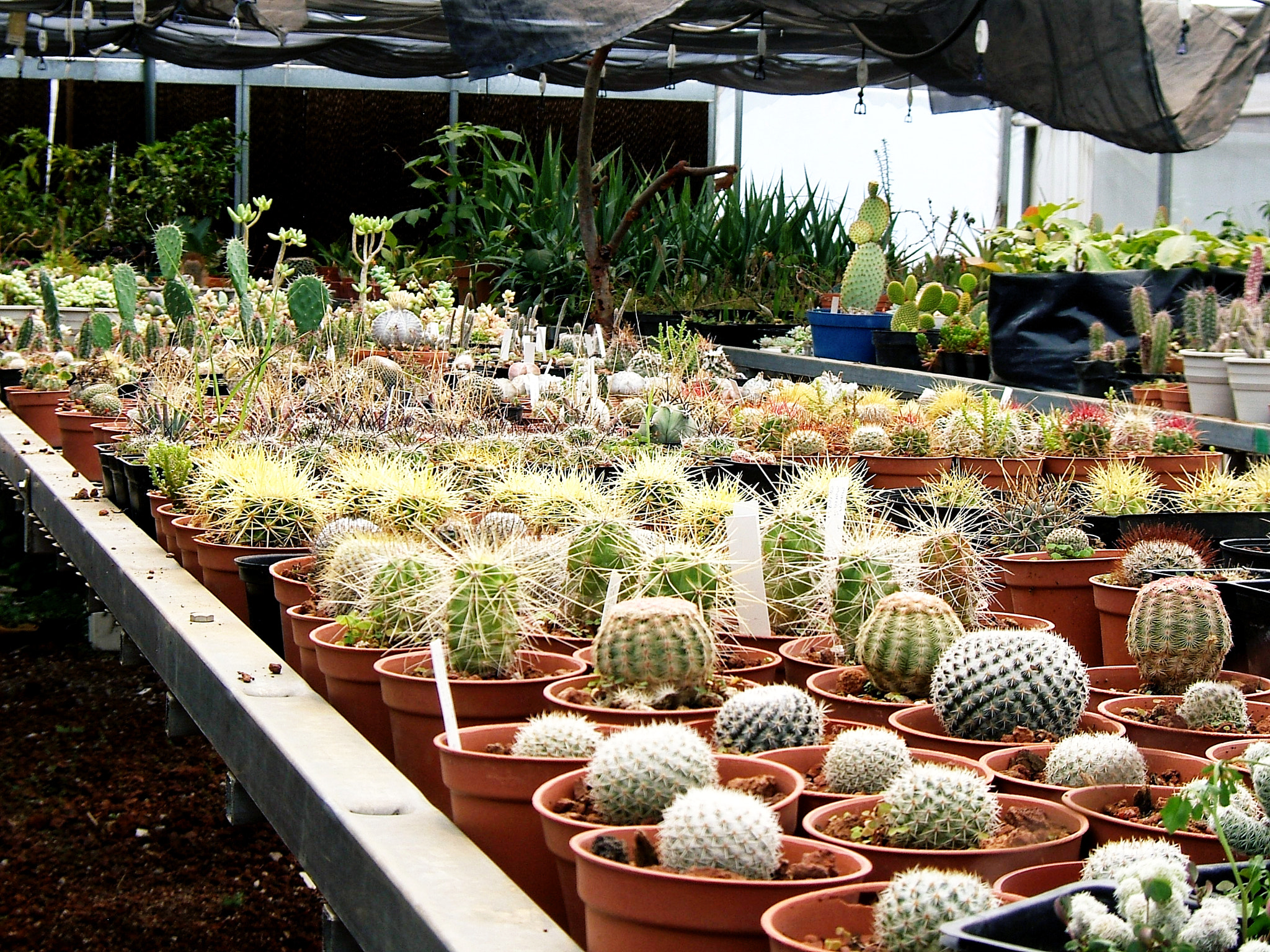Fujifilm FinePix E550 sample photo. Greenhouse photography