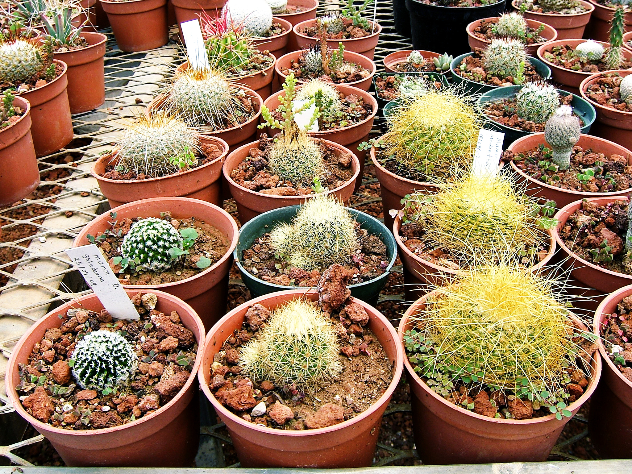 Fujifilm FinePix E550 sample photo. Greenhouse photography