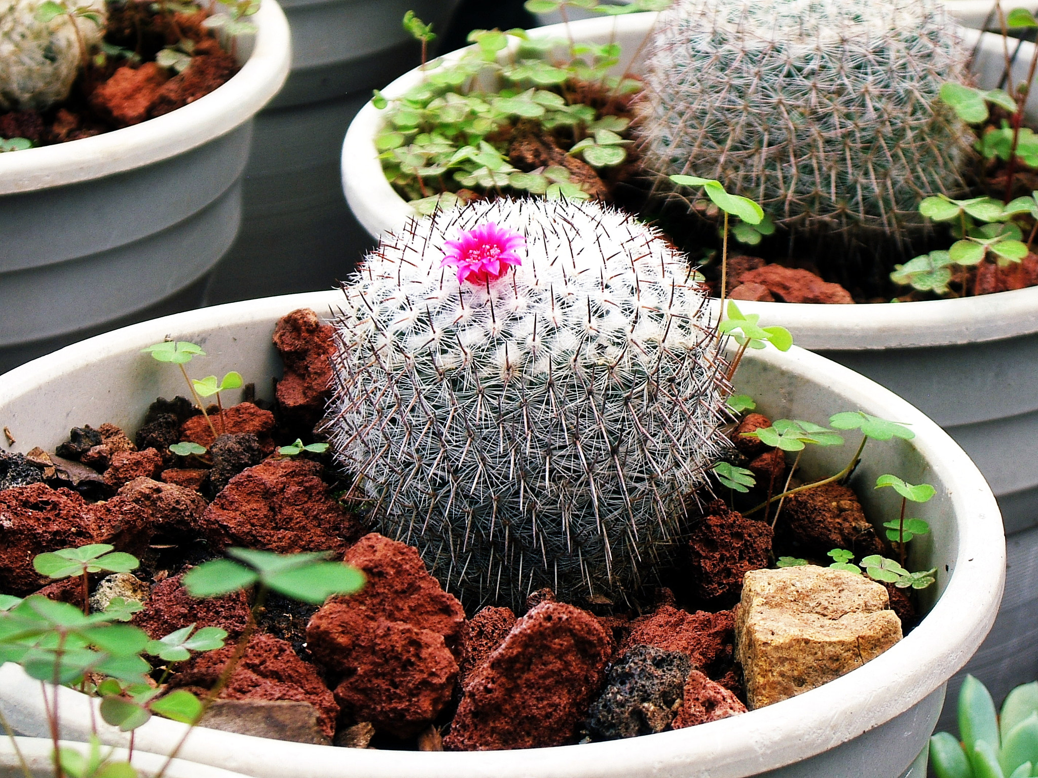 Fujifilm FinePix E550 sample photo. Greenhouse photography