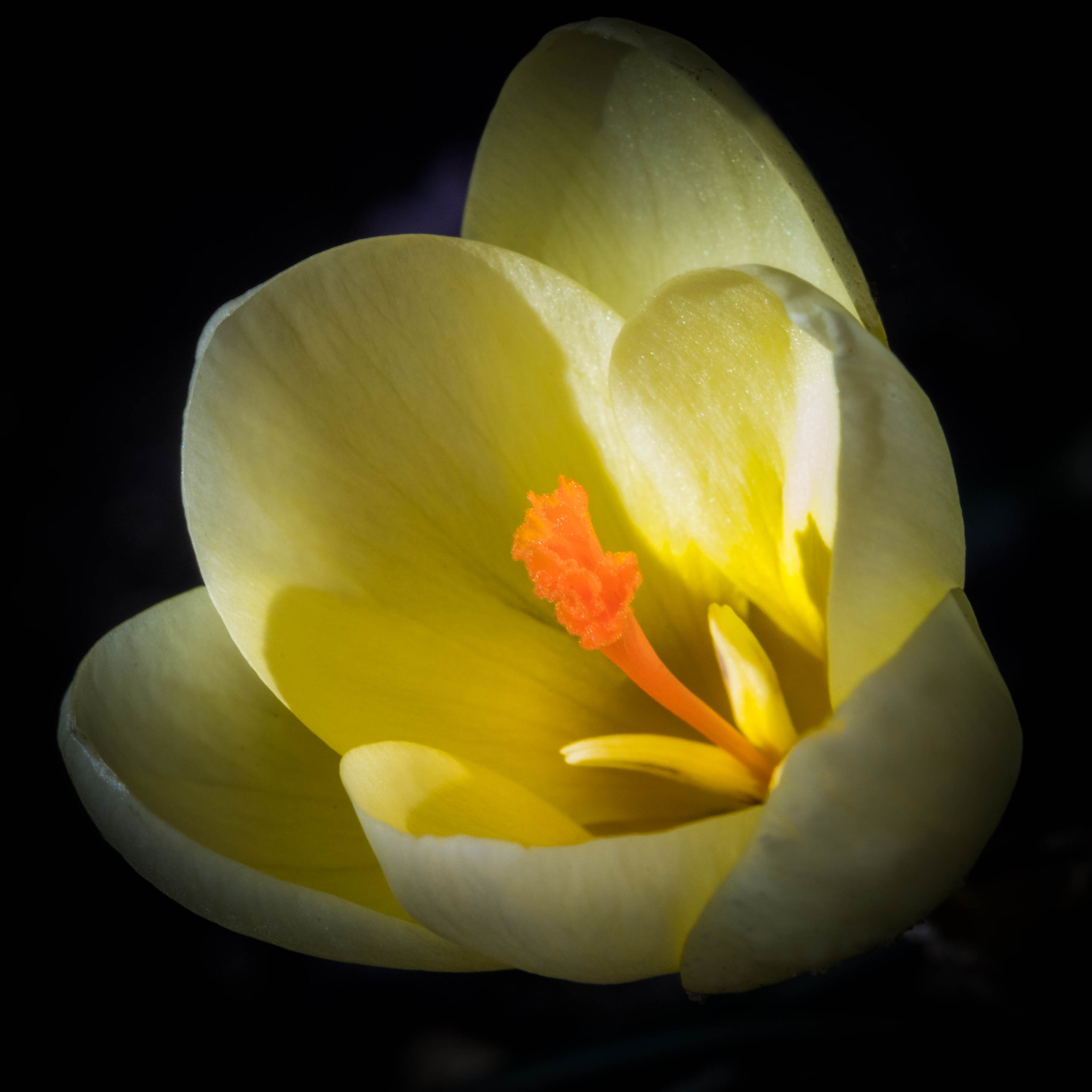 Minolta AF 100mm F2.8 Macro [New] sample photo. Finding the light photography