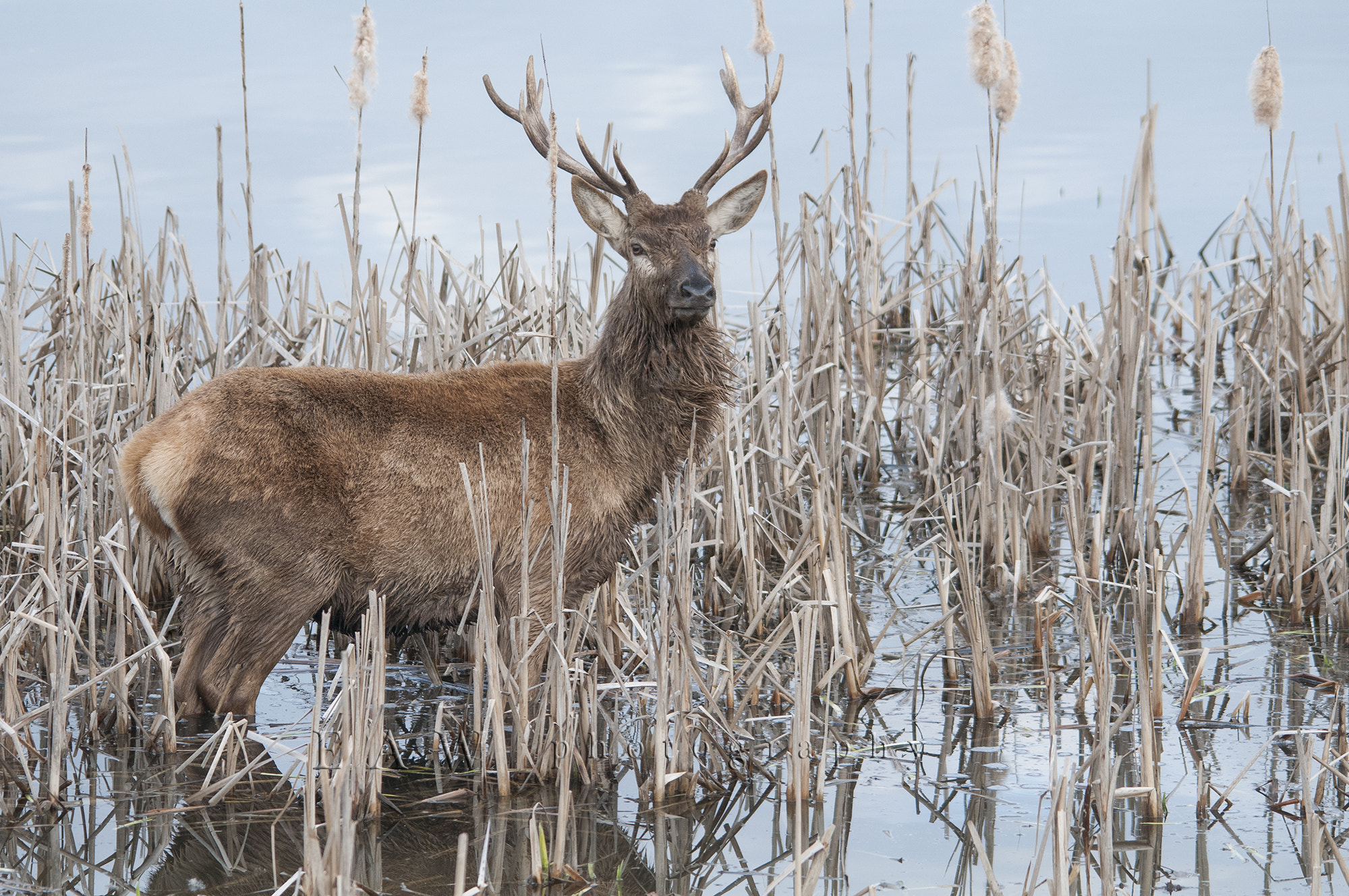 Sigma 150-500mm F5-6.3 DG OS HSM sample photo. Deer photography