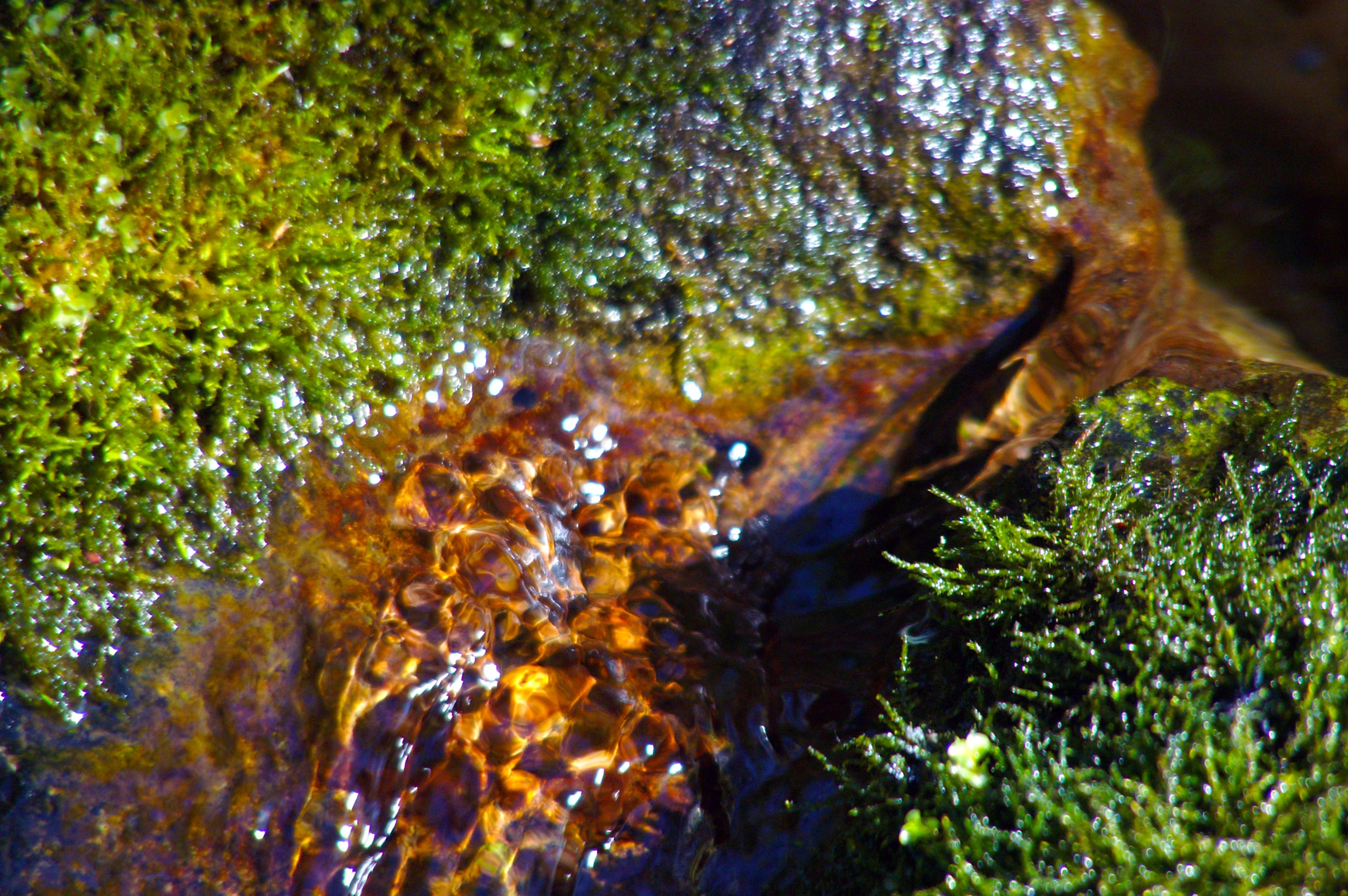 KONICA MINOLTA MAXXUM 5D sample photo. A small stream in Ásbyrgi photography
