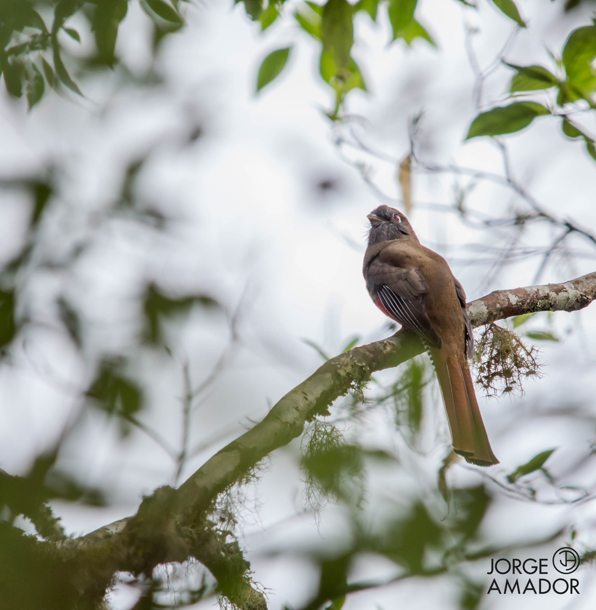 Sigma 150-500mm F5-6.3 DG OS HSM sample photo. Pajaro bandera hembra photography