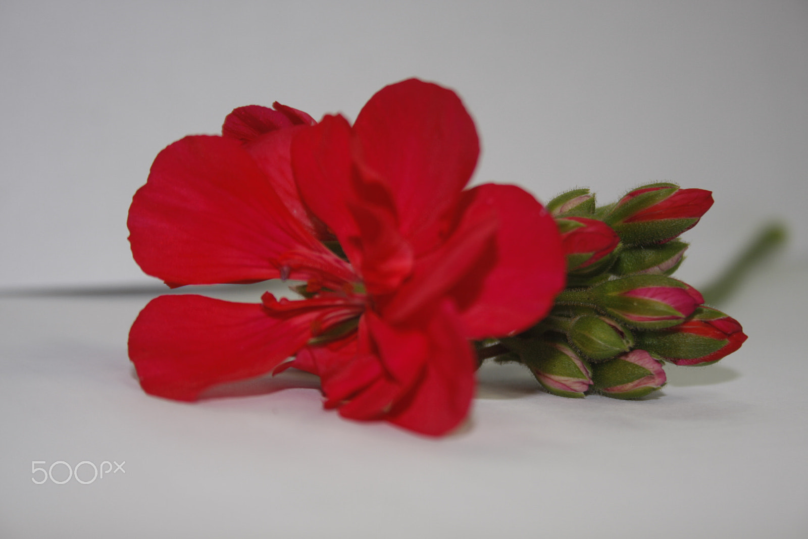Canon EF-S 18-55mm F3.5-5.6 sample photo. Geranio photography