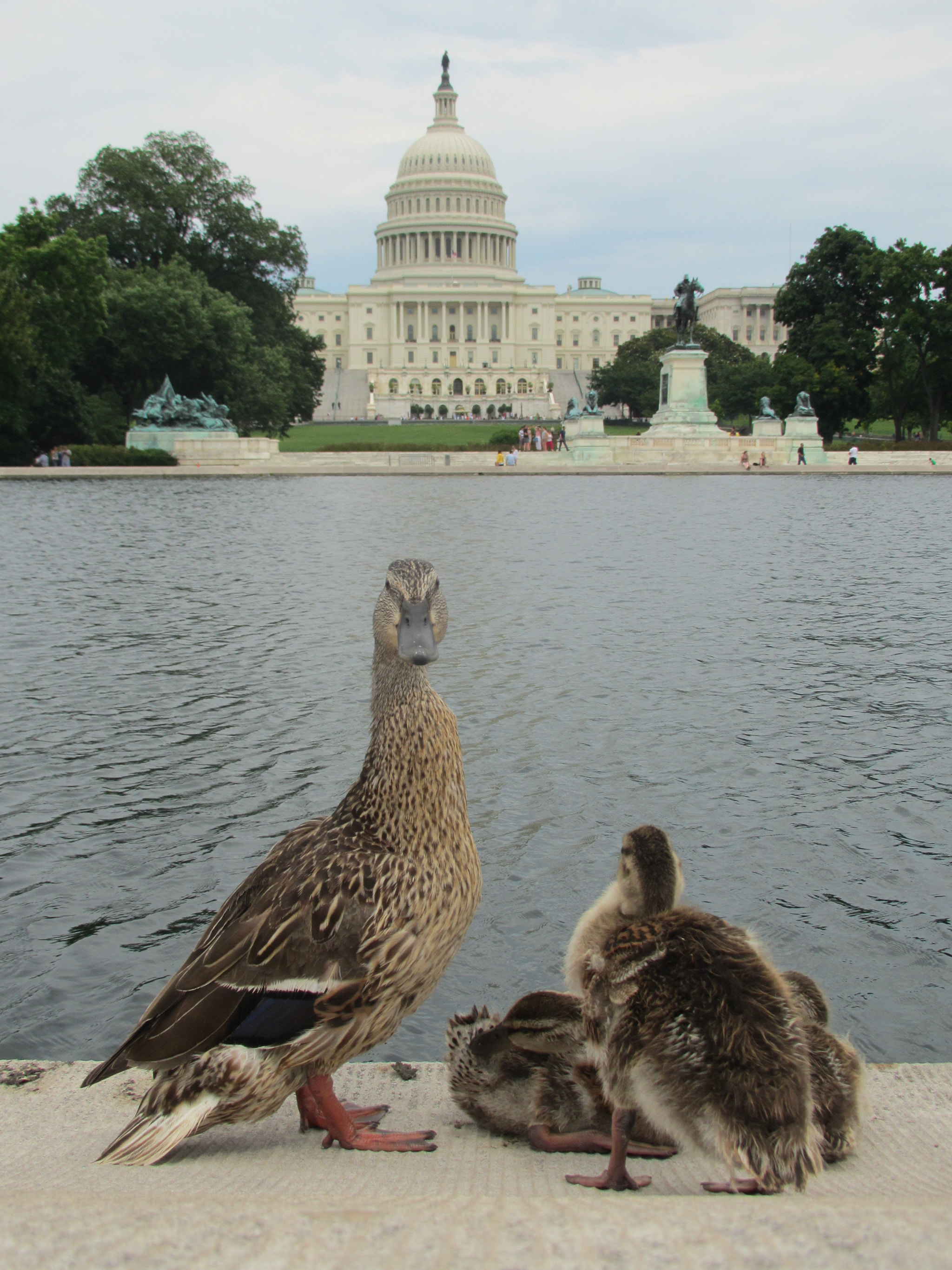 Canon PowerShot ELPH 510 HS (IXUS 1100 HS / IXY 51S) sample photo. Capitol building, washington dc photography