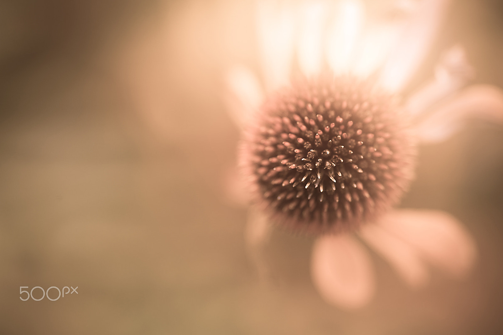 Nikon Df sample photo. Echinacea photography