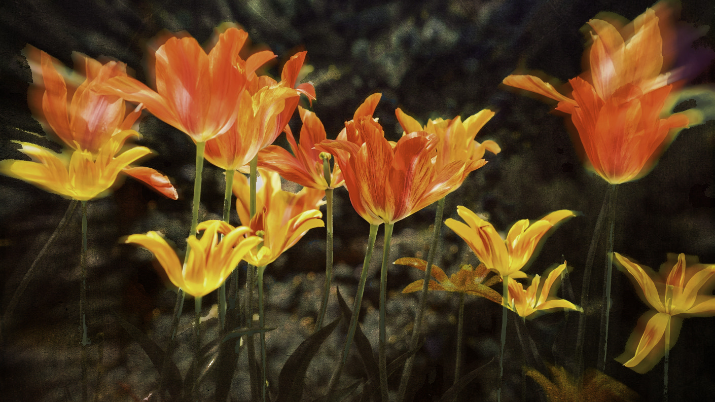 Canon EF 100mm F2.8 Macro USM sample photo. Tulips. photography