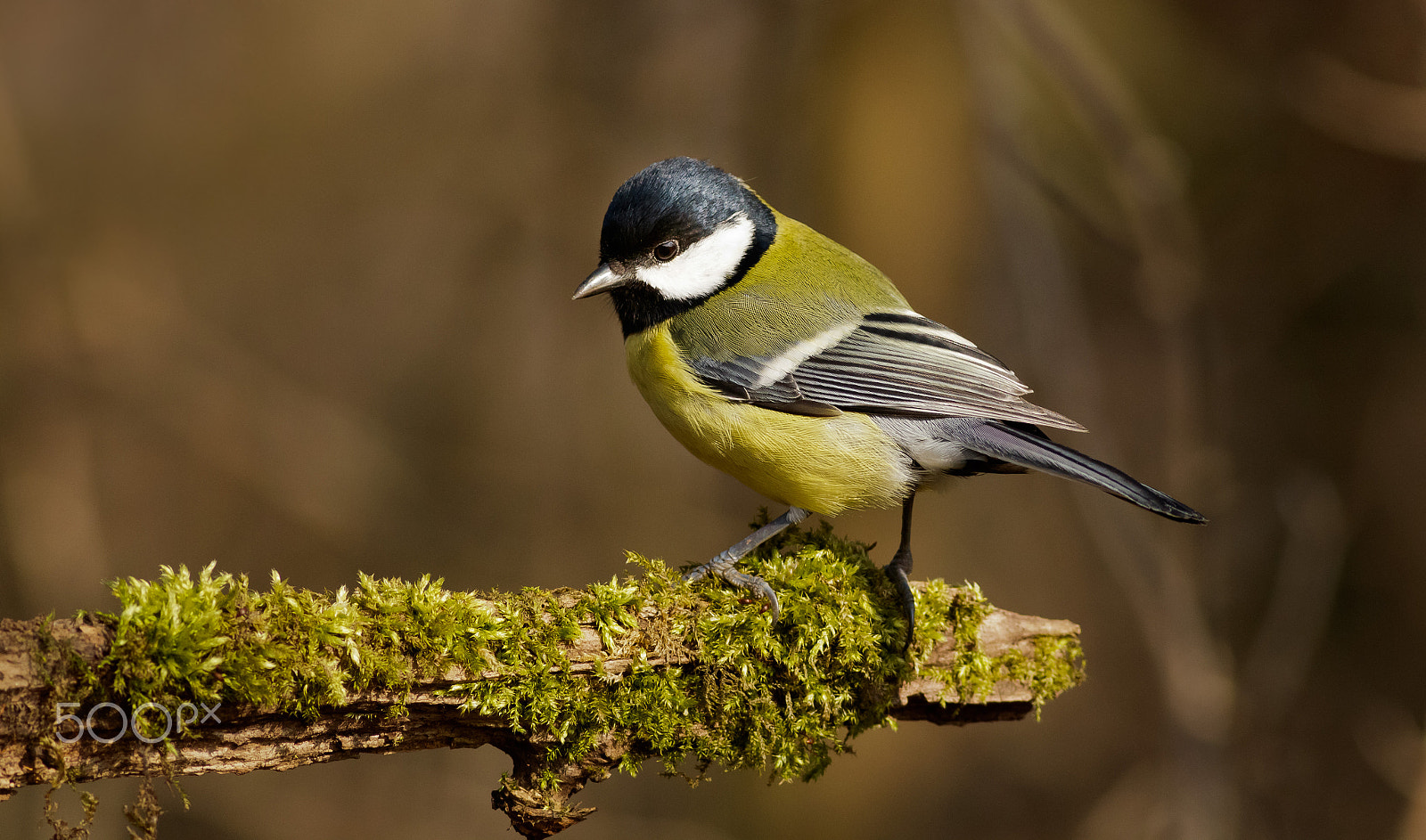 Canon EOS 760D (EOS Rebel T6s / EOS 8000D) + Canon EF 400mm F5.6L USM sample photo. Sýkorka koňadra photography