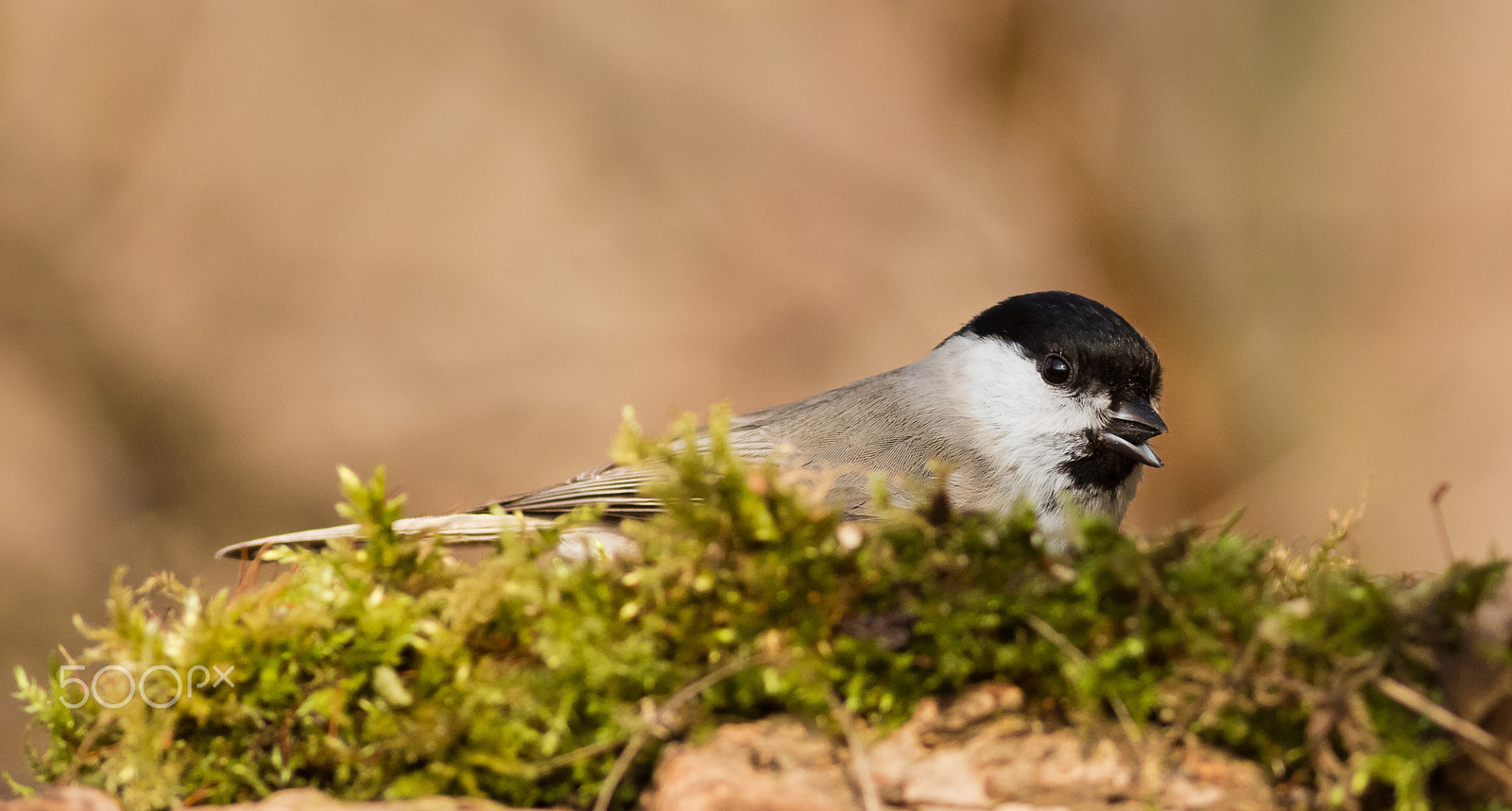 Canon EOS 760D (EOS Rebel T6s / EOS 8000D) + Canon EF 400mm F5.6L USM sample photo. Sýkorka babka photography