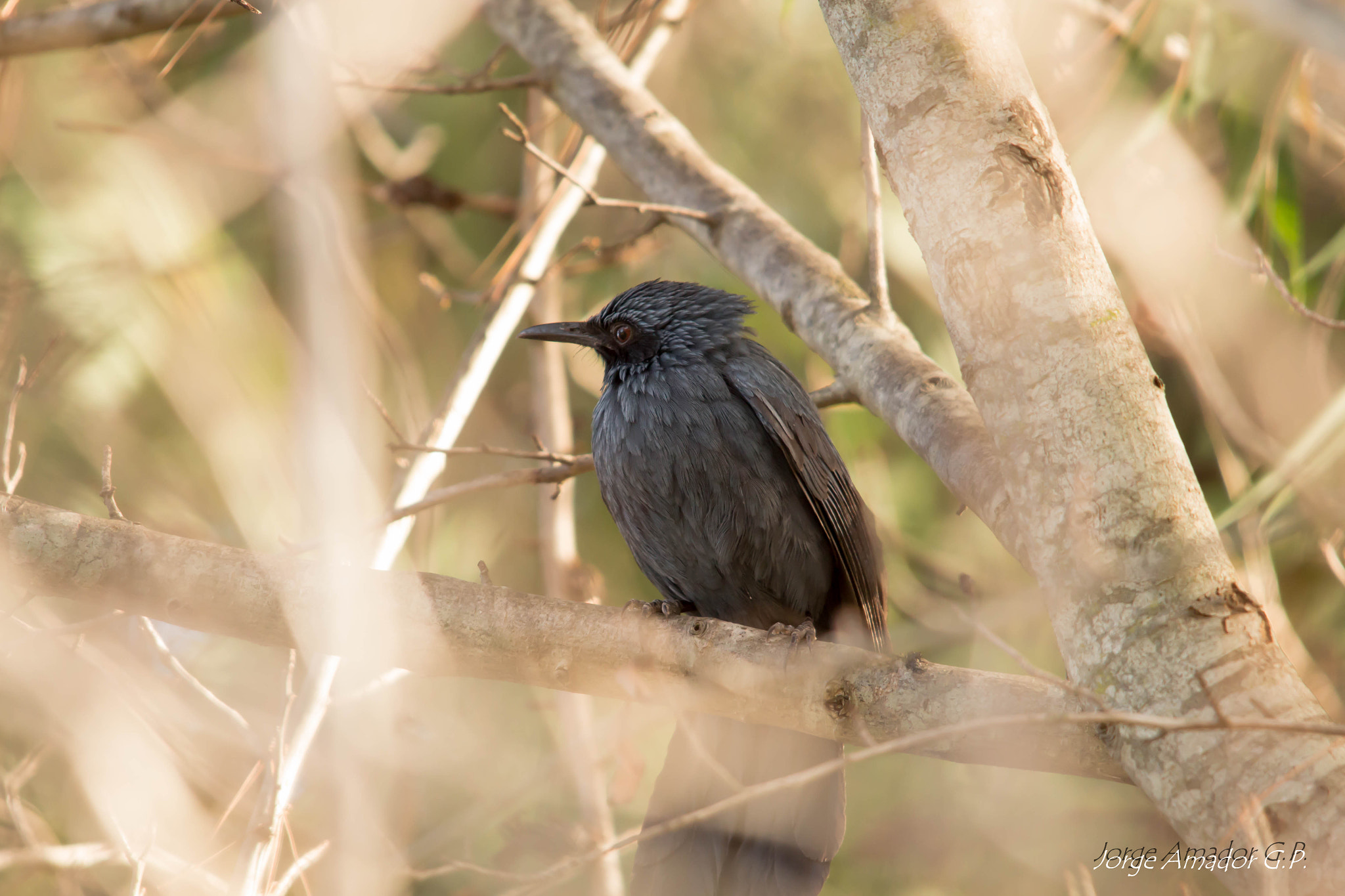 Sigma 150-500mm F5-6.3 DG OS HSM sample photo. Mulato bird photography