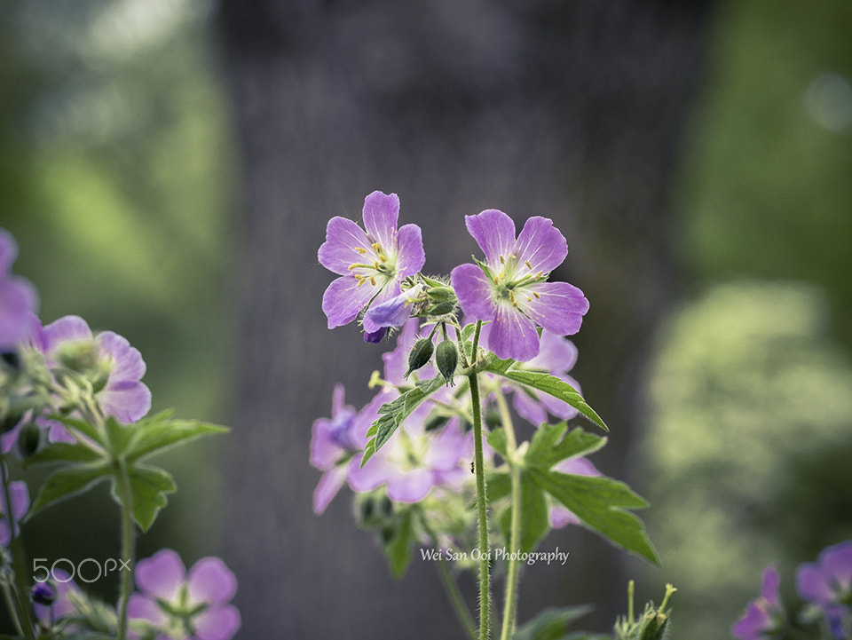 Panasonic Leica DG Macro-Elmarit 45mm F2.8 ASPH OIS sample photo. Flax flowers 05 photography
