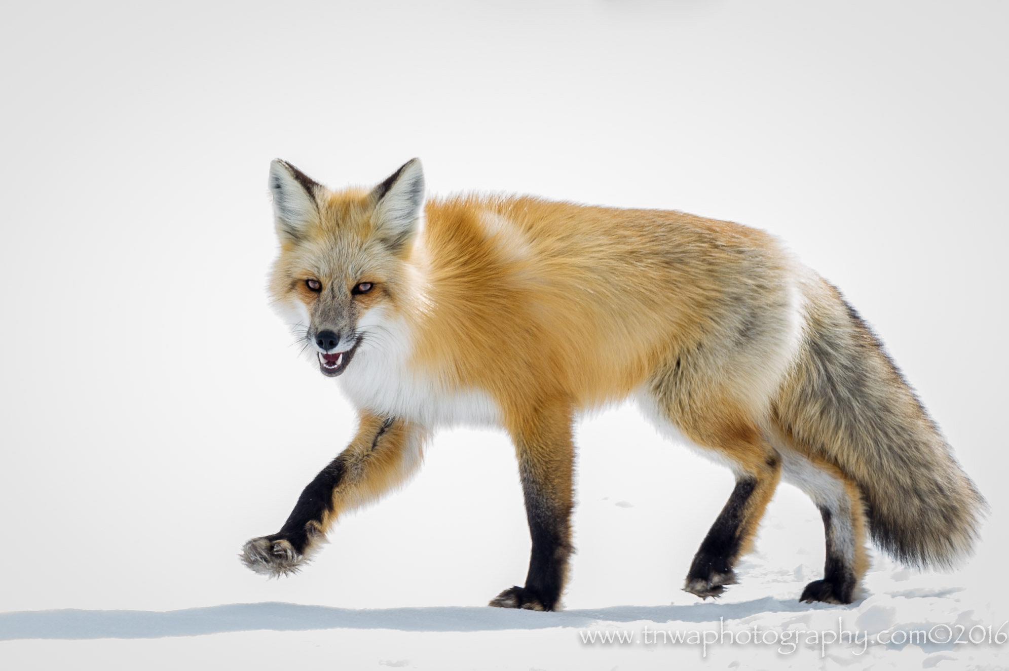Nikon AF-S Nikkor 500mm F4G ED VR sample photo. Sly as a fox photography