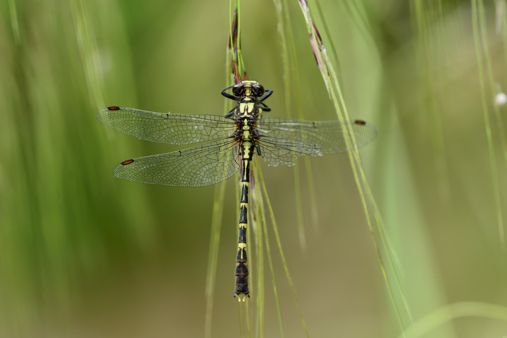 Nikon D600 + Nikon AF Micro-Nikkor 200mm F4D ED-IF sample photo. Libélula.jpg photography