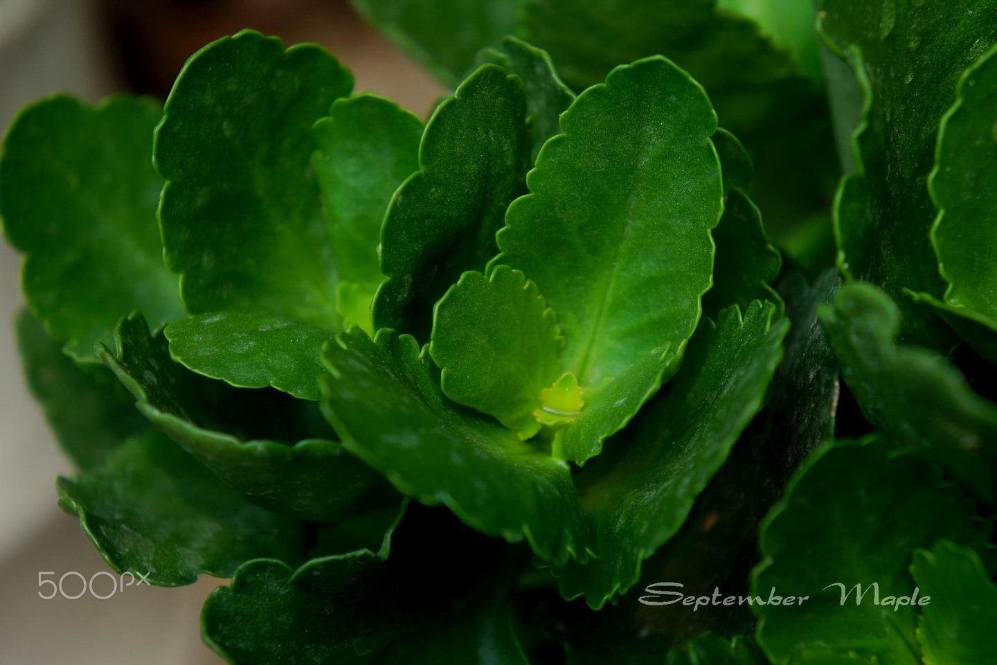 Sony NEX-5C sample photo. 绿色的季节 photography
