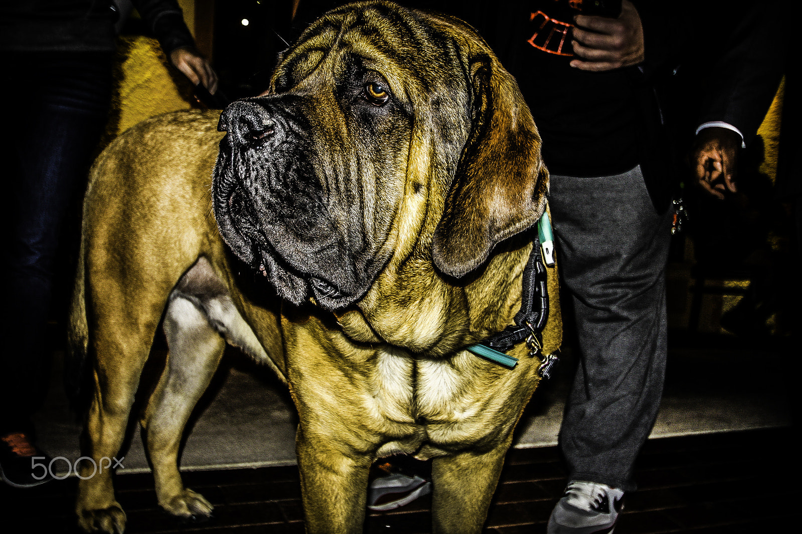 Sigma 10-20mm F3.5 EX DC HSM sample photo. Bull massive photography