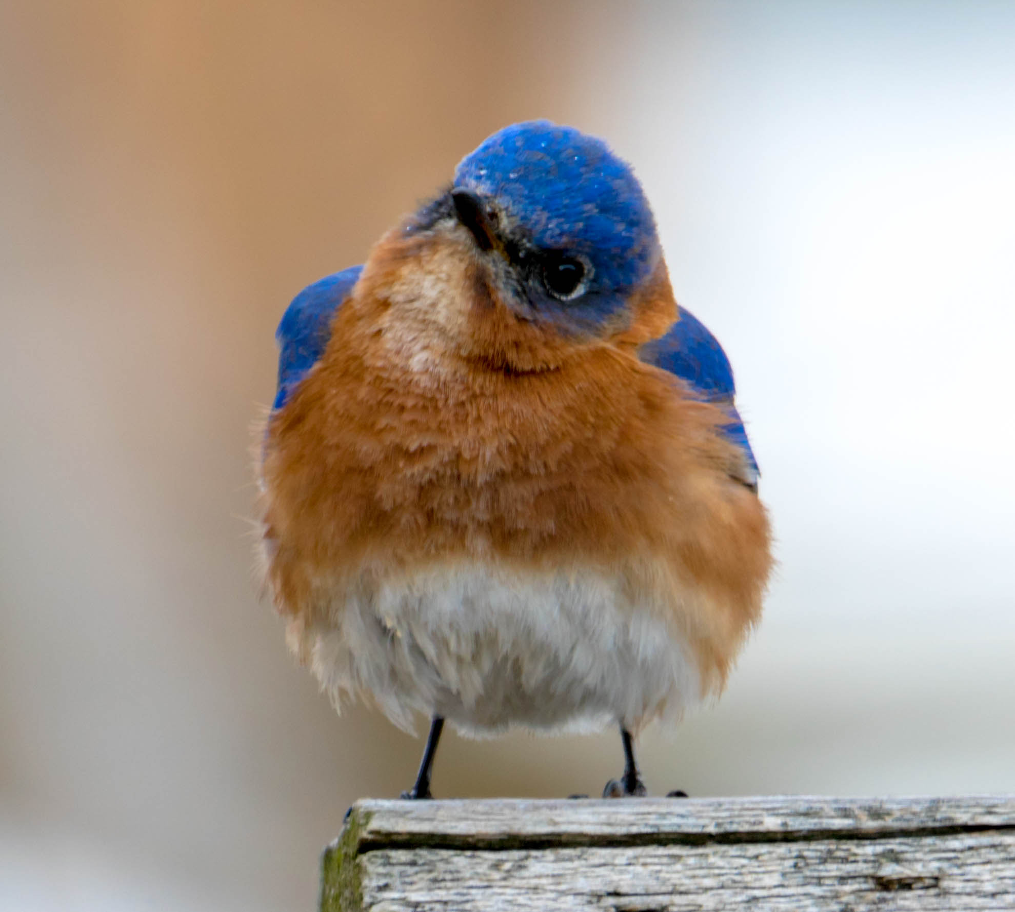 Canon EF 100-400mm F4.5-5.6L IS USM sample photo. Bluebird photography