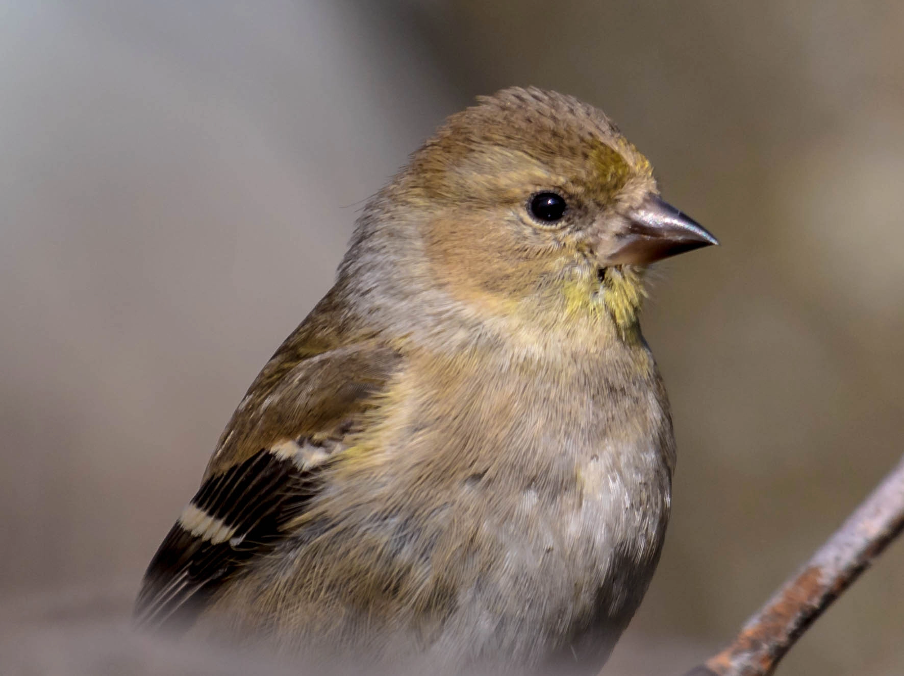 Canon EF 100-400mm F4.5-5.6L IS USM sample photo. American goldfinch photography