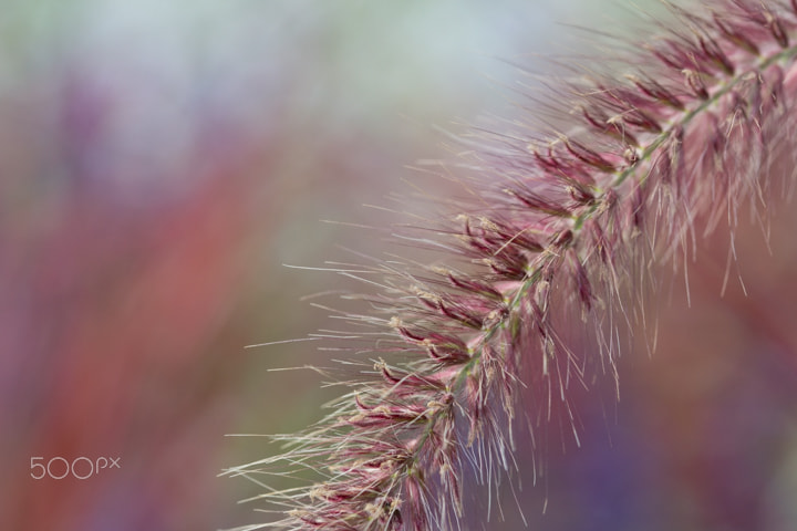 Sigma 105mm F2.8 EX DG OS HSM sample photo. Reed in field photography