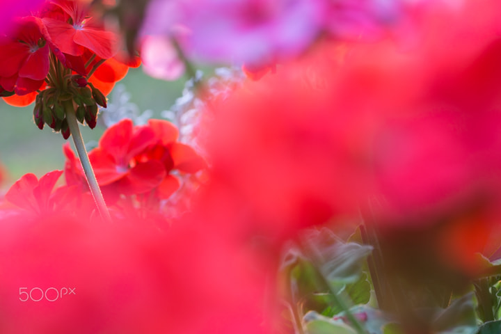 Sigma 105mm F2.8 EX DG OS HSM sample photo. Red roses macro photography