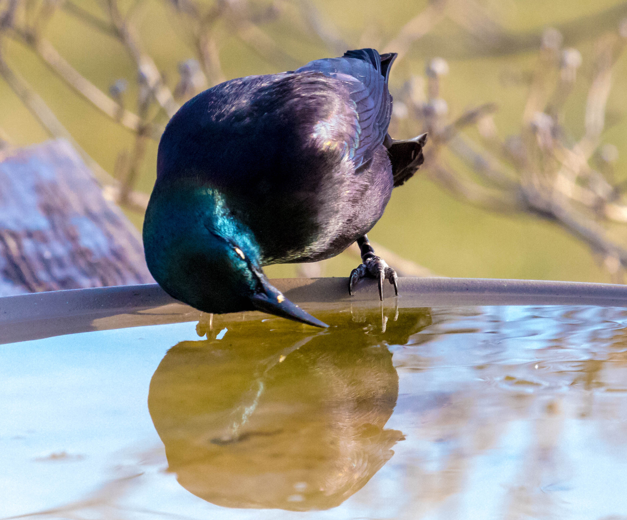 Canon EF 100-400mm F4.5-5.6L IS USM sample photo. Grackle reflection photography